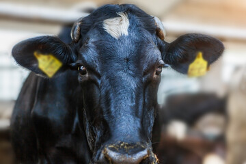 The head of a black cow, in a corral on a dairy farm.