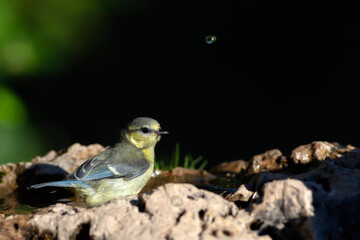 Water and birds. Cute little bird. Eurasian Blue Tit. (Cyanistes caeruleus). Nature background.