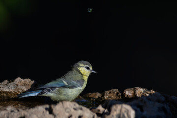 Water and birds. Cute little bird. Eurasian Blue Tit. (Cyanistes caeruleus). Nature background.