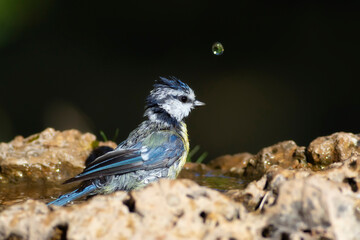 Water and birds. Cute little bird. Eurasian Blue Tit. (Cyanistes caeruleus). Nature background.