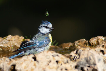 Water and birds. Cute little bird. Eurasian Blue Tit. (Cyanistes caeruleus). Nature background.