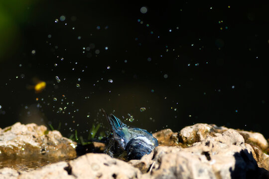 Water and birds. Cute little bird. Eurasian Blue Tit. (Cyanistes caeruleus). Nature background.