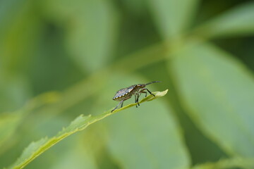 Wanze bug käfer kaefer Hemiptera