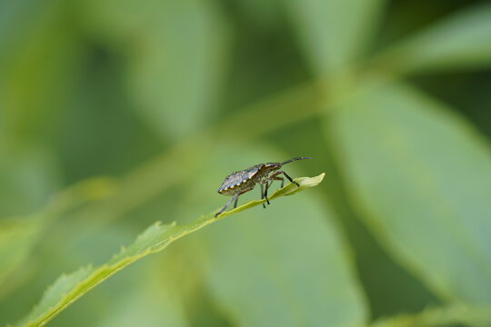 Wanze bug k&auml;fer kaefer Hemiptera