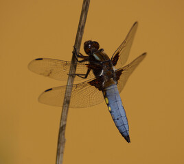Großlibelle, Plattbauch (Libellula depressa), Männchen. Sitzt an einem Stängel über einem...