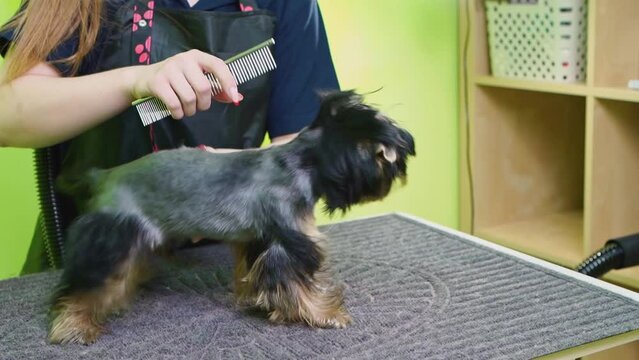 Groomer combs of Yorkshire Terrier. extras at the pet store