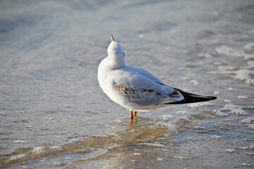 Möwe im Wasser schaut in die Luft