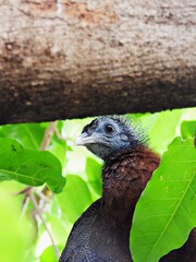 Tropenvogel im Baum
