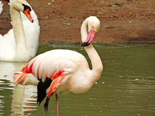 Wild african birds. Group birds of pink african flamingos walking on zoo like on a sunny day