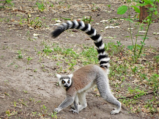 Ring-tailed lemur sitting ang playing in the park.