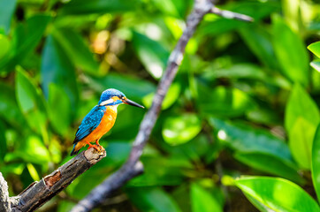 Kingfisher bird resting on a branch hunting fish in Sri Lanka summer weathe