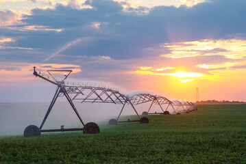 Agricultural irrigation system watering field of green peas in summer