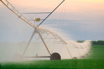 Agricultural irrigation system watering field of green peas in summer