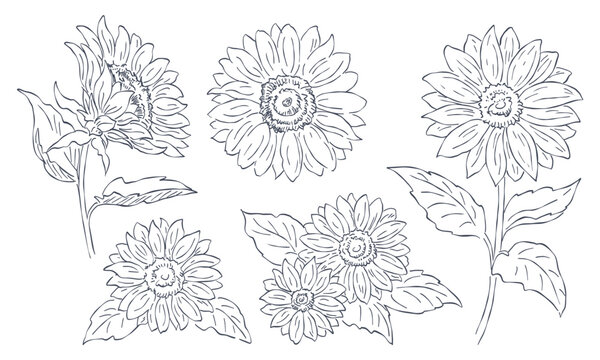 向日葵のイラスト素材セット, 手描きの線画, 花の挿絵要素, ベクターデータ.
