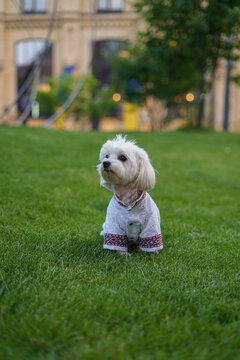 White Dog In Clothes And Glasses On The Grass. Vyshyvanka Clothes