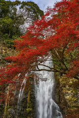 Mino Waterfall in Autumn	