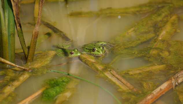 Zwei gr&uuml;ne Fr&ouml;sche (Wasserfr&ouml;sche) in einem tr&uuml;ben Teich. Dieser ist eutroph, was die Fr&ouml;sche sehr m&ouml;gen. Das Weibchen ist gr&ouml;&szlig;er als das M&auml;nnchen. 