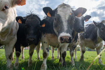 a group of multi-colored black and white cows graze in a corral on green grass