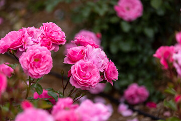 ロイヤル ボニカ