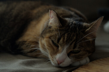 Kot śpiący na kanapie - obrazy, fototapety, plakaty