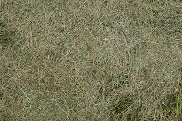 The texture of yellowed, dried, last year's grass with new greenery breaking through.