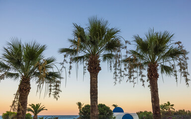 Fototapeta premium Beautiful view of palm trees against blue sea at sunset. Rhodes. Greece.