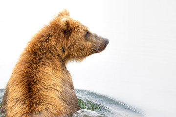 Brown bear in the river at Brooks Falls in Alaska © Centioli Photography