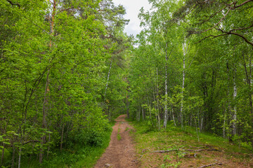 Obraz premium Beautiful view of walking path in summer forest on sunny day. Sweden.