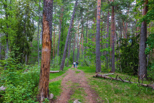Beautiful view of young couple walking in forest along path on warm summer day. Sweden.