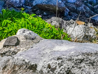 Ancient Tulum ruins Mayan site temple pyramids artifacts seascape Mexico.