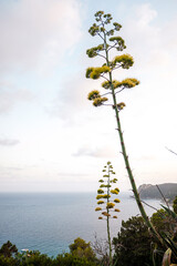 Agave in bloom on the Mediterranean coast with views of the sea and blue sky.