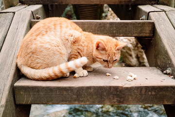 An orange tabby cat feeds on some remains found on the street.