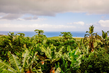 Plantation of banana trees and tropical fruits near the sea, on the Canary Island of Tenerife.