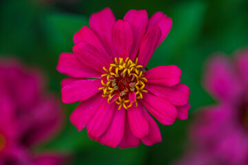 close up of pink zinnia flower