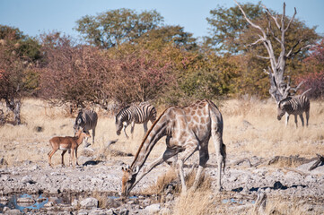 Giraffe drinking at the waterhole, Etosha National Park, Namibia