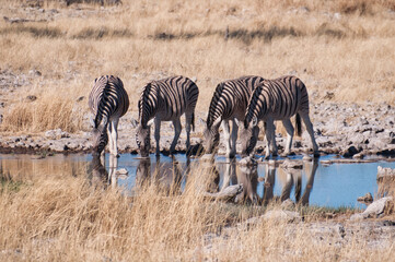Fototapeta na wymiar Zebra at the waterhole, Etosha National Park, Namibia