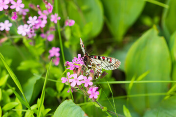 The southern festoon (lat. Zerynthia polyxena), of family Papilionidae (female). Central Russia.