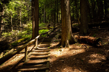 Wooden steps leading into the historic, old forest, with sun beams coming through in Cook Forest National Park, Pennsylvania, USA. 