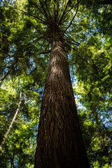 Mighty pine tree trunk seen from below towards the top in Cook Forest National Park, Pennsylvania, USA.