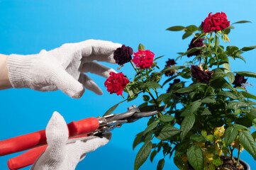 Pruning a house rose bush. Care for houseplants secateurs hand gloved on a blue background. High quality photo