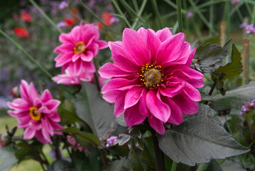 Obraz premium Rose-pink Dahlia blossom garden