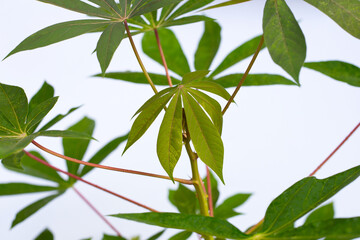 Cassava leaves on white background.