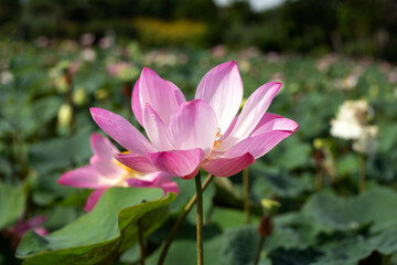 Obraz premium Beautiful blooming pink lotus flower with leaves, Waterlily pond