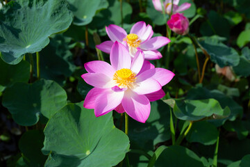 Beautiful blooming pink lotus flower with leaves, Waterlily pond