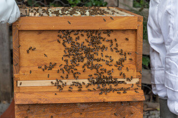 Open beehive with a large amount of honey bees