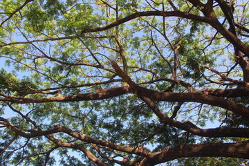View under tree trunks. see the green twigs and leaves