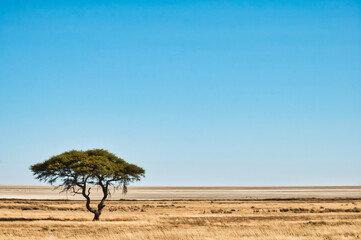 Acacia tree, Etosha National Park, Namibia - obrazy, fototapety, plakaty