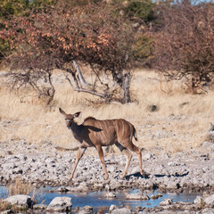 Female Kudu, Etosha National Park, Namibia