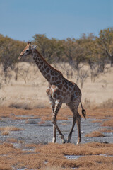 Giraffe, Etosha National Park, Namibia
