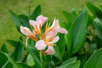 Obraz premium Beautiful canna flower with green leaves in the garden